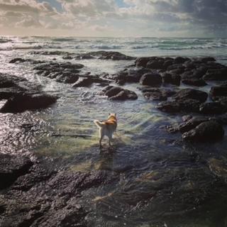 The Oasis ~ Dune * Kingscliff